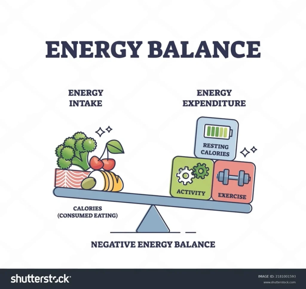 What Is Energy Expenditure Understanding Your Body s Energy